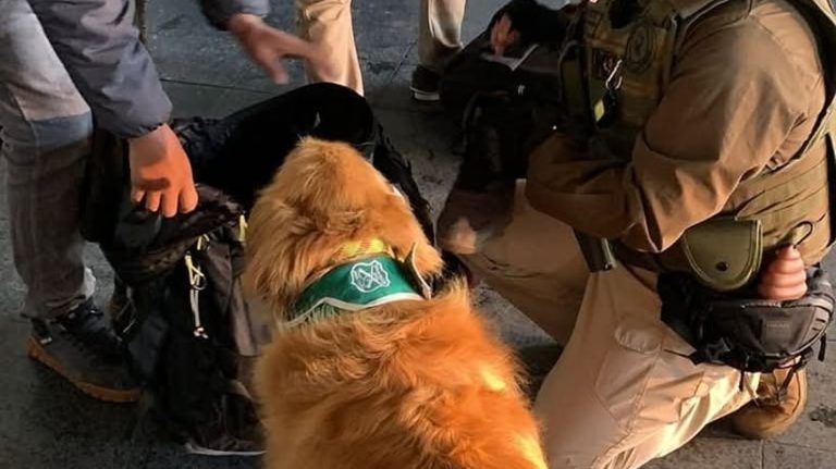 Perro detector de drogas permitió incautar cocaína en bus fiscalizado en La Unión