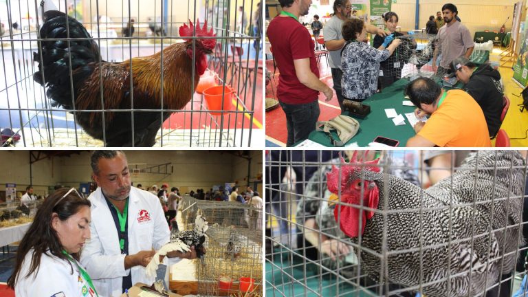 Exitosa Primera Expo y Competencia de Aves de Raza realizada en la UACh