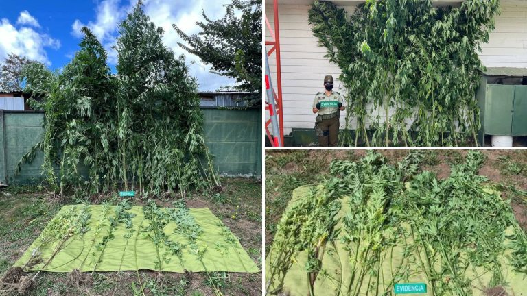 Incautan plantas de cannabis sativa que alcanzaban hasta cuatro metros de altura en Lago Ranco