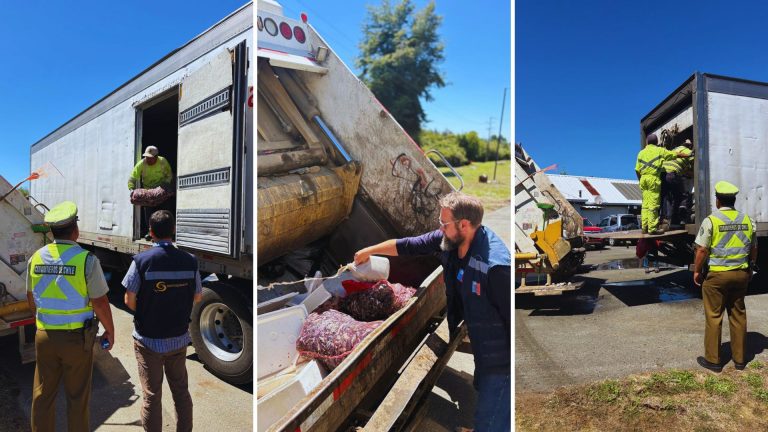 Más de 7 toneladas de productos del mar sin documentación fueron incautadas en Paillaco