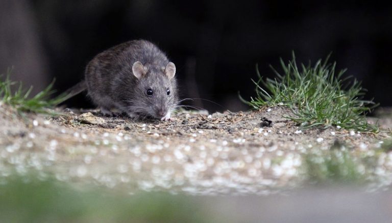 Hombre de 33 años de Corral es el primer fallecido en el año por Hantavirus en Los Ríos