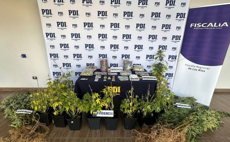 Más de 3 kilos de cannabis y hongos alucinógenos incautados en operativo antidrogas en Valdivia