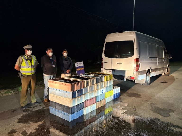 Más de una tonelada de merluza incautada en fiscalización carretera en Paillaco